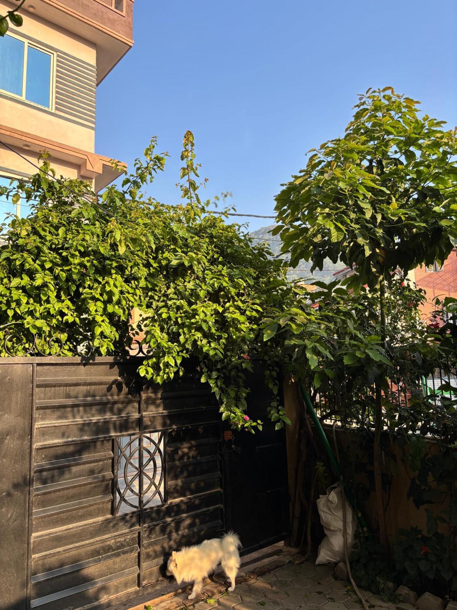 Mums Homestay & Studio Apartments Kathmandu Ngoại thất bức ảnh