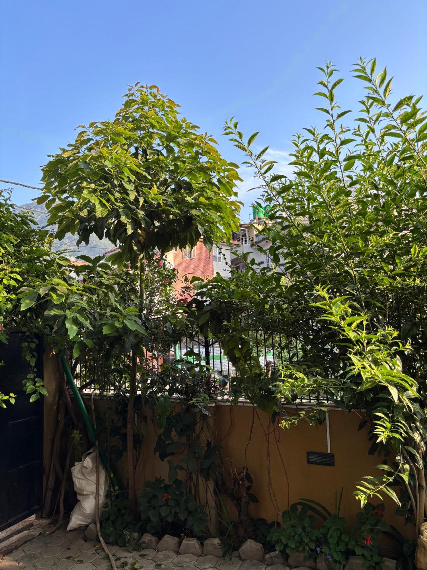 Mums Homestay & Studio Apartments Kathmandu Ngoại thất bức ảnh